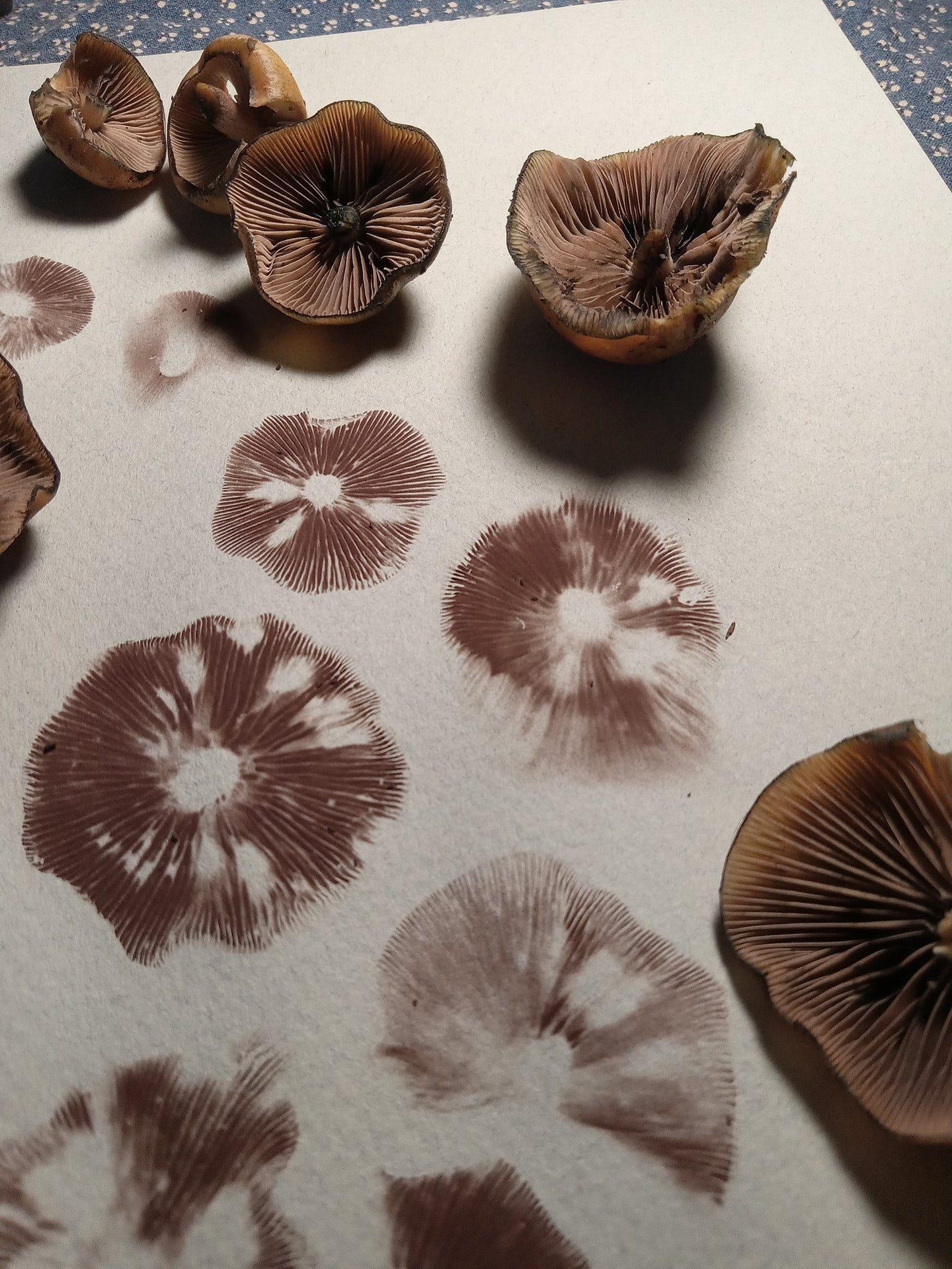 Spore Print #1155- Portland, OR