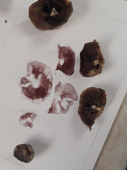 Mushrooms on a white surface