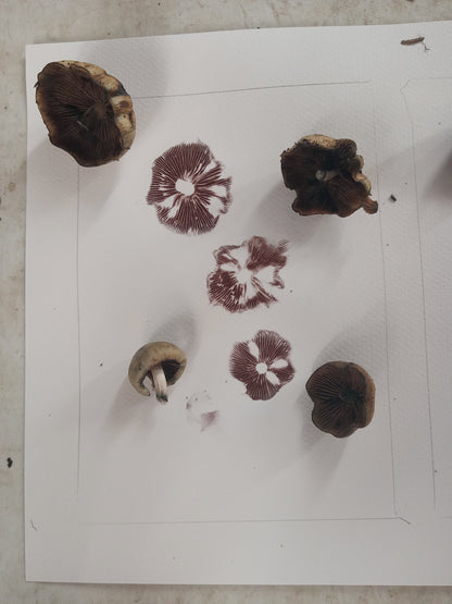 Spore Print #1150- Portland, OR