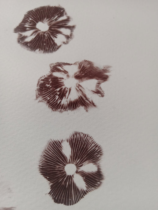 Spore Print #1150- Portland, OR