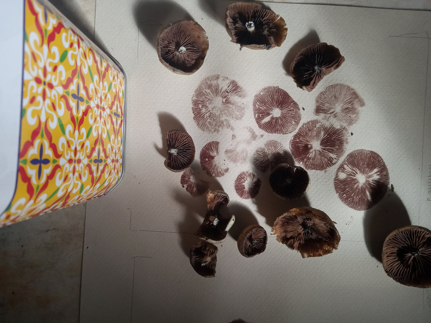 Spore Print #1153- Portland, OR