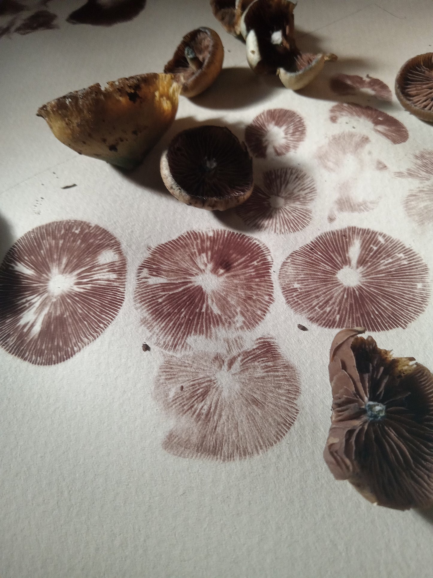 Spore Print #1153- Portland, OR
