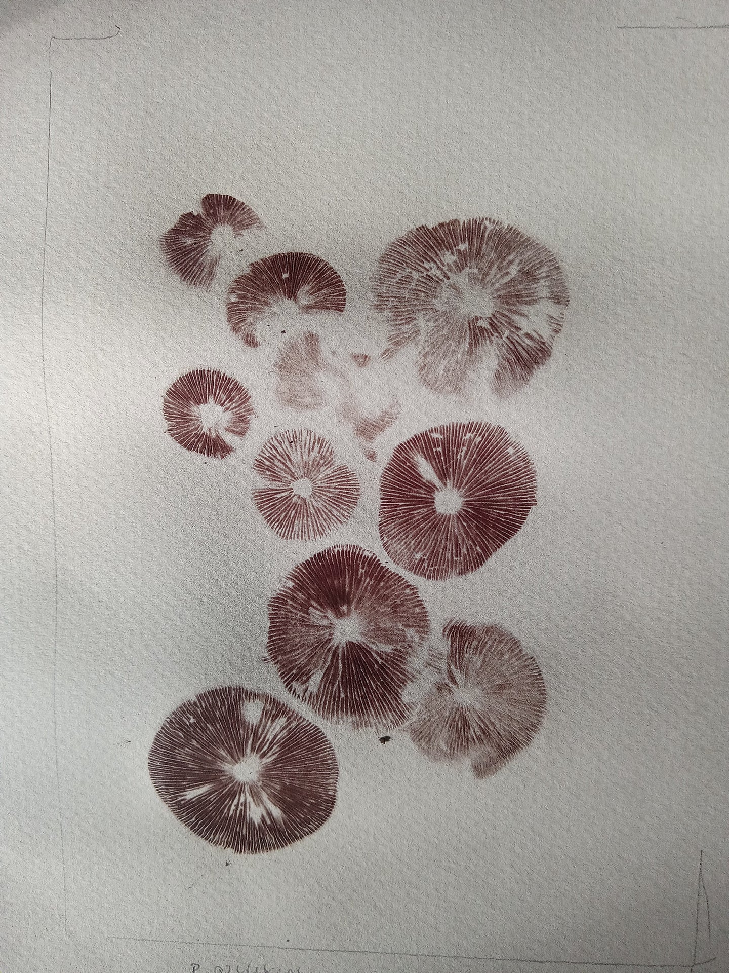 Spore Print #1153- Portland, OR