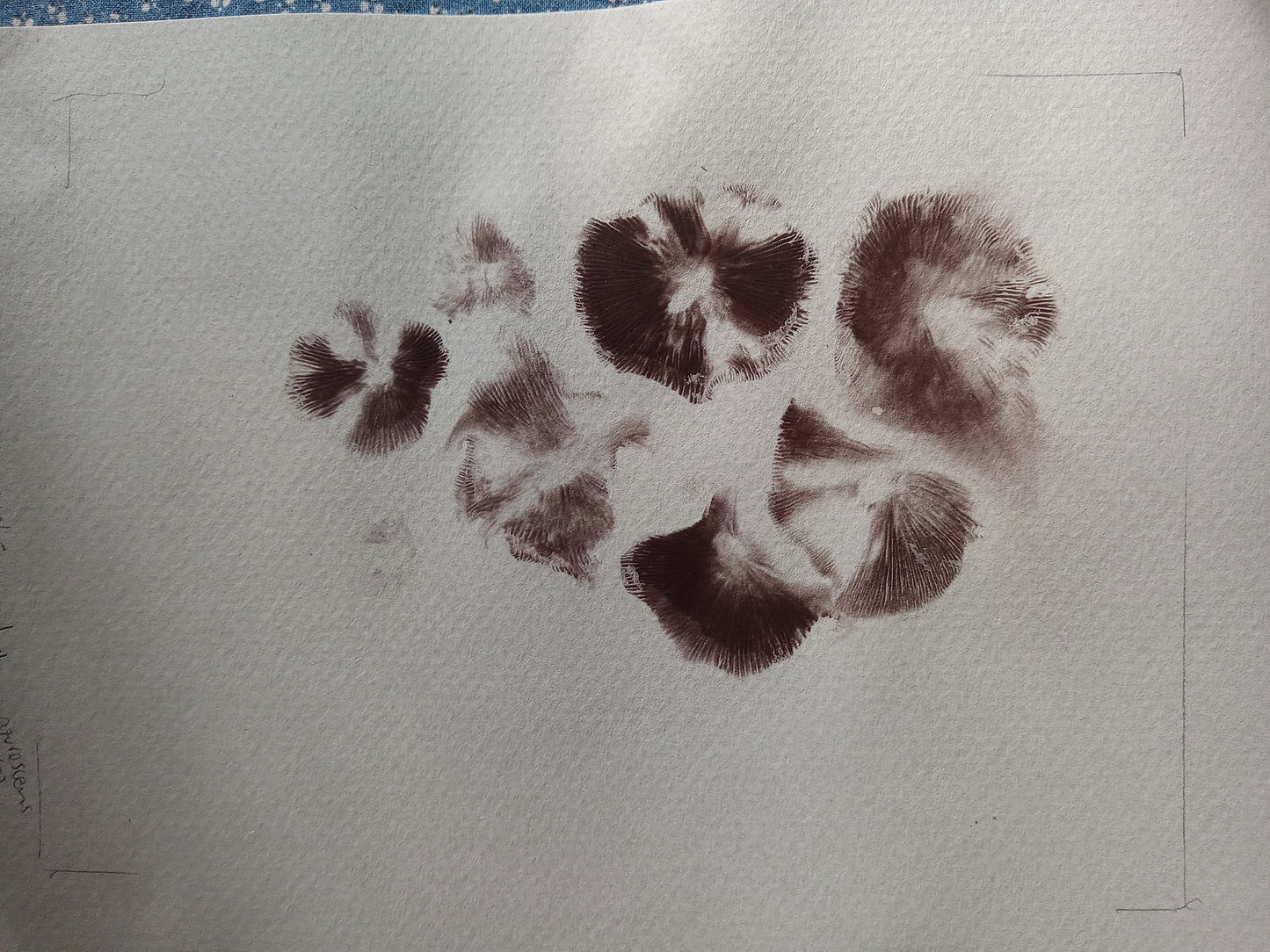 Spore Print #1152- Portland, OR