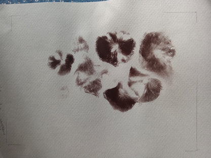 Spore Print #1152- Portland, OR