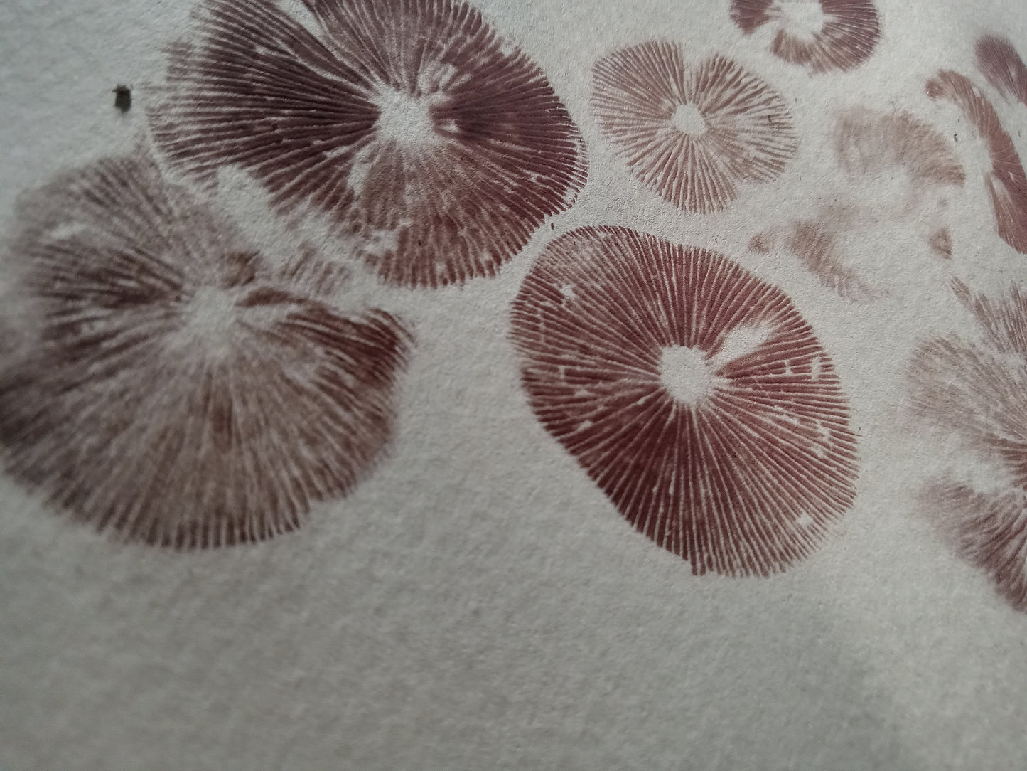 Spore Print #1153- Portland, OR