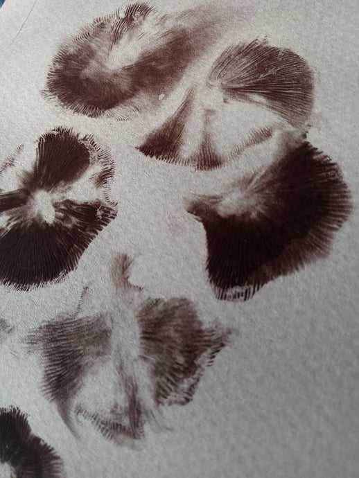 Spore Print #1152- Portland, OR