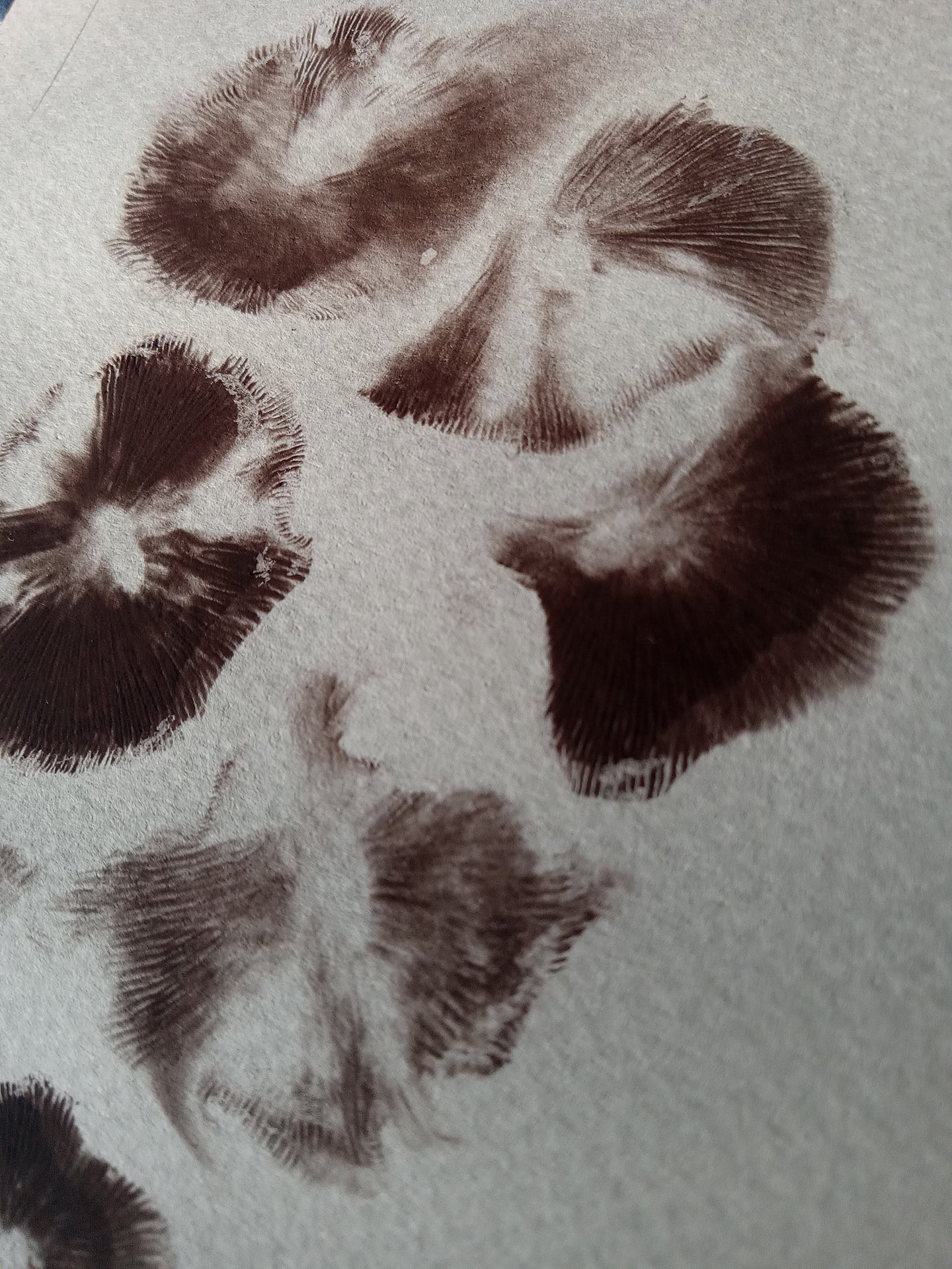 Spore Print #1152- Portland, OR