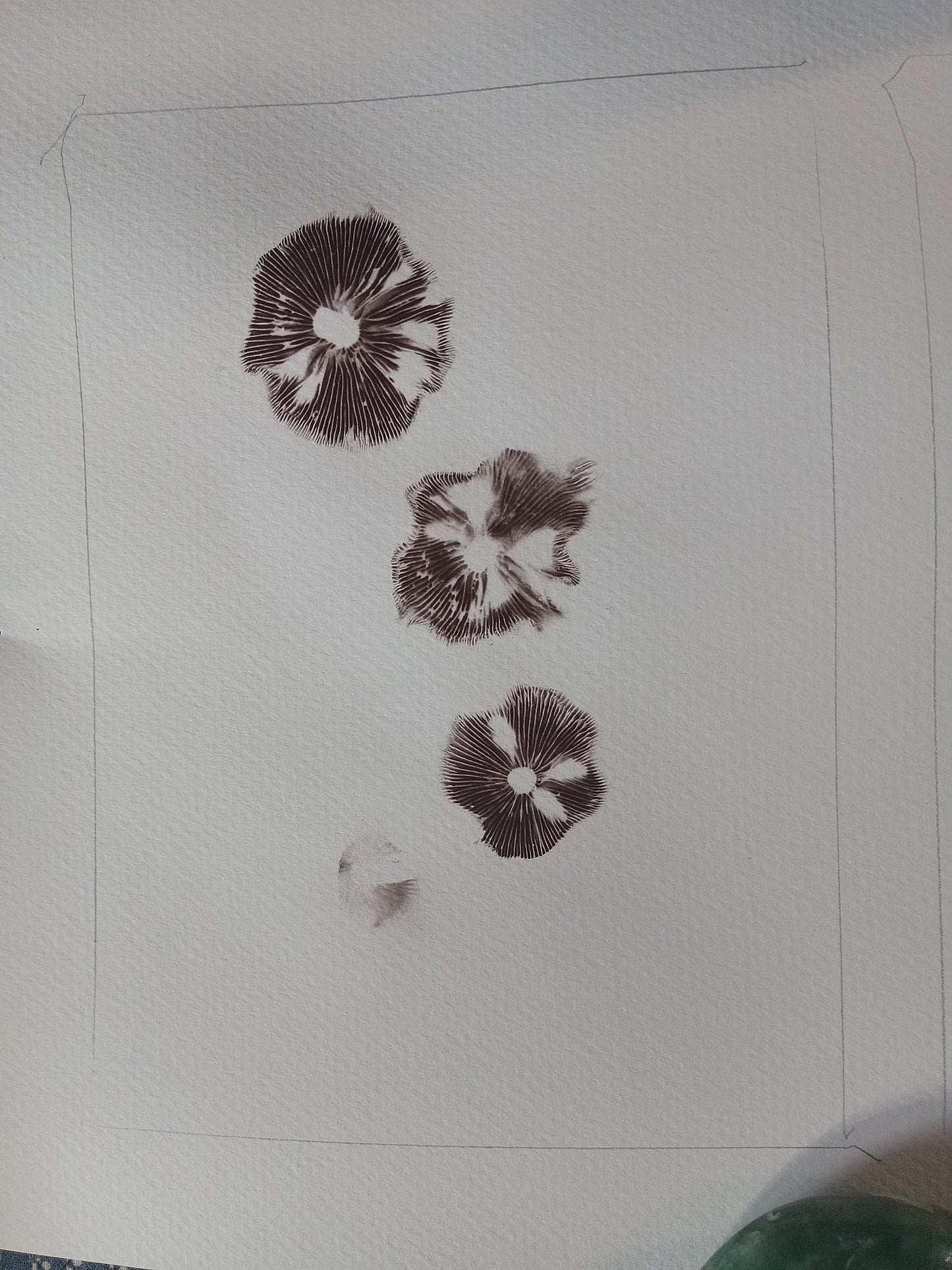 Three mushroom prints on a textured white surface