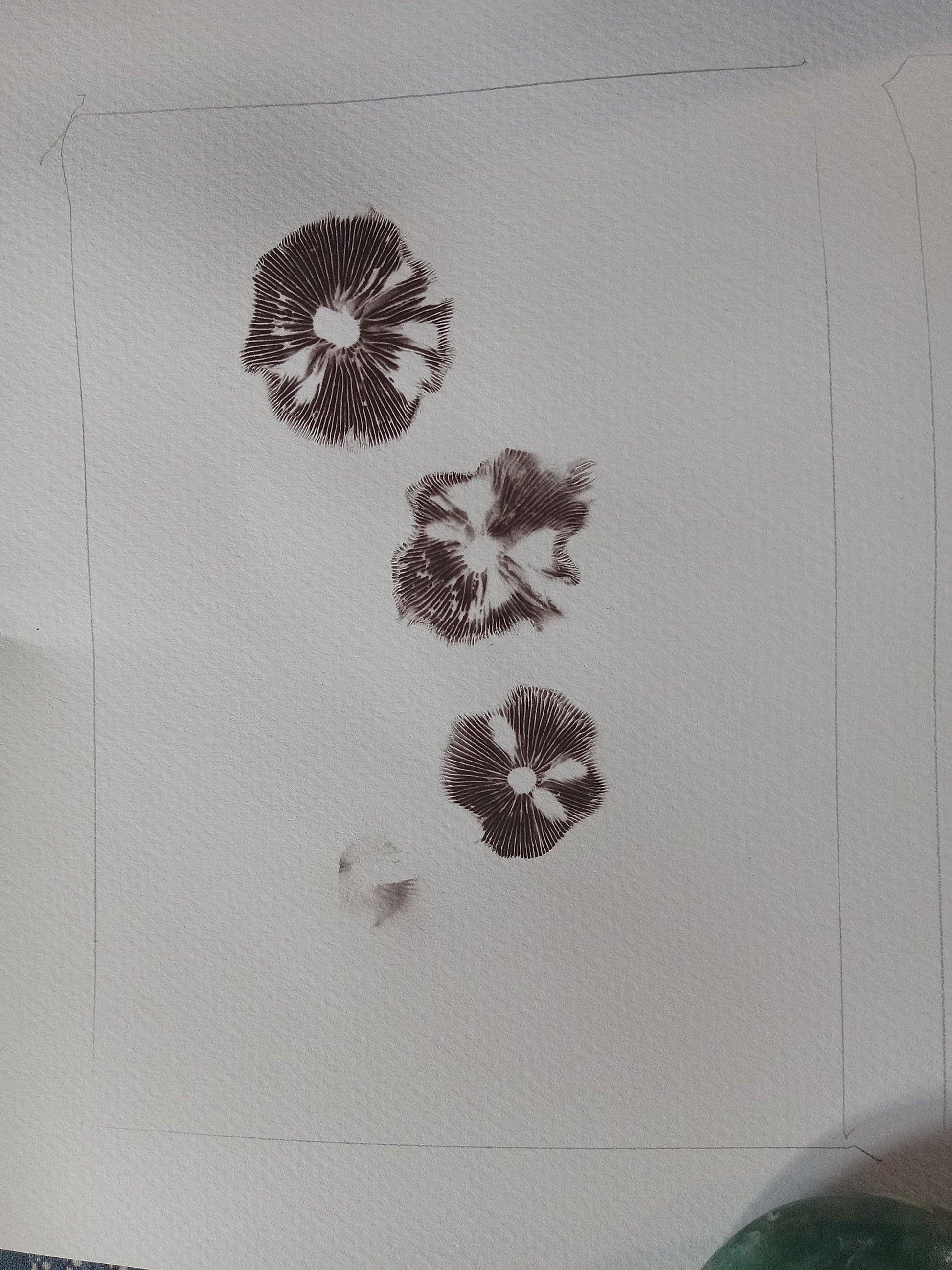 Three mushroom prints on a textured white surface