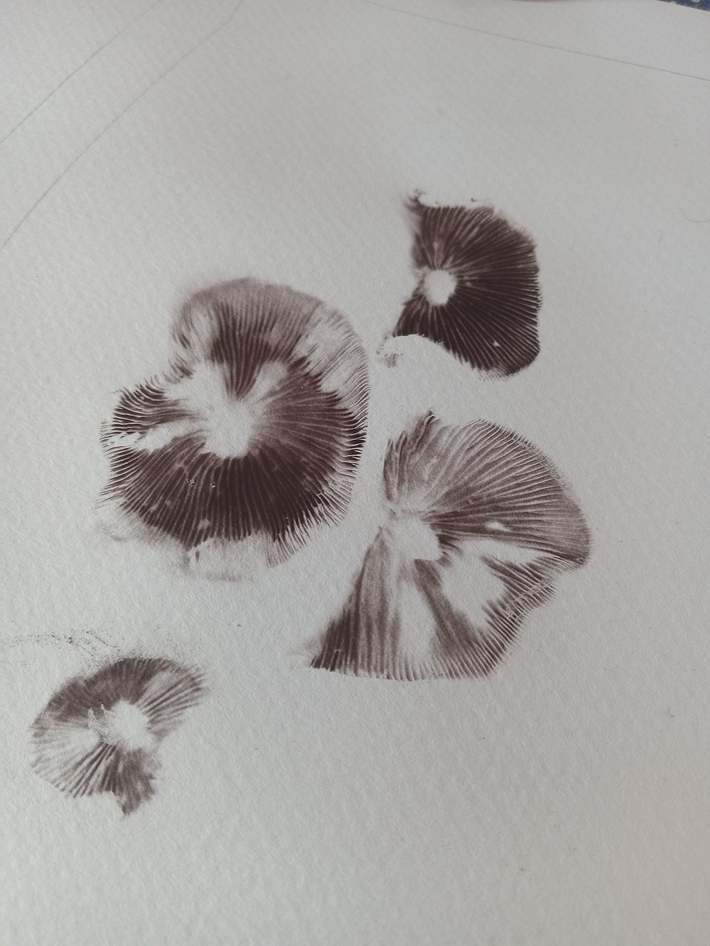 Spore Print #1151- Portland, OR