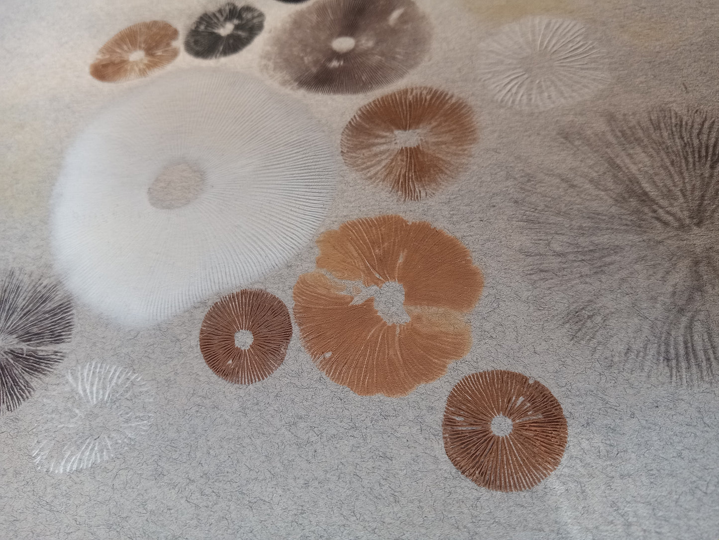 Spore Print #1075- Portland, OR