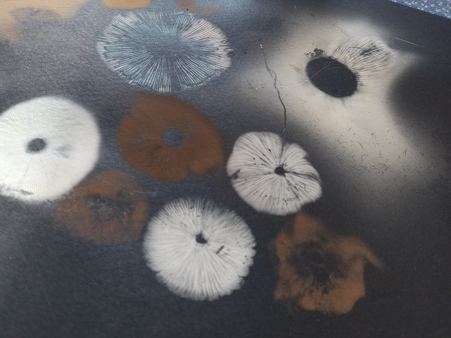 Spore Print #1071- Portland, OR