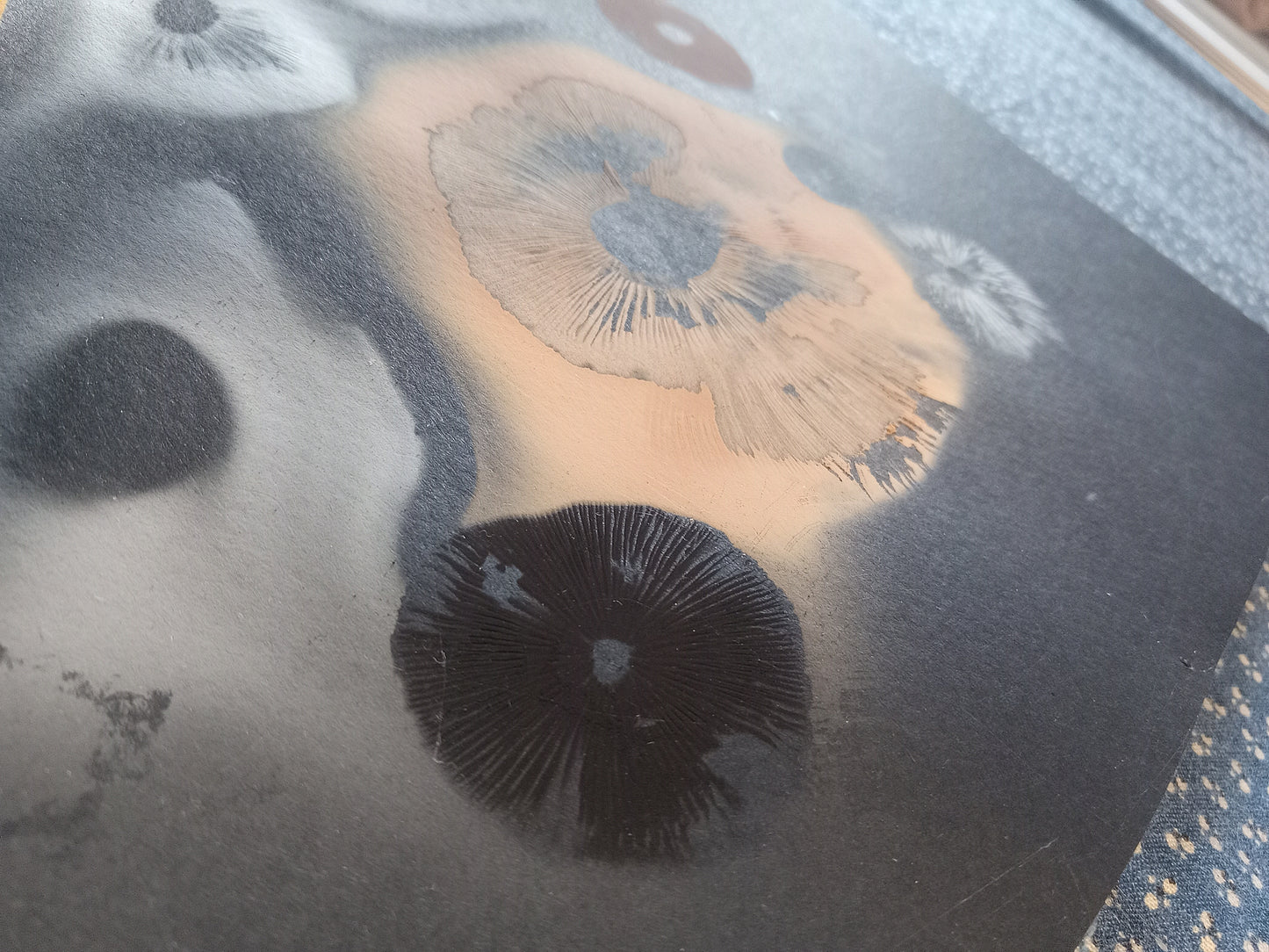 Spore Print #1072- Portland, OR