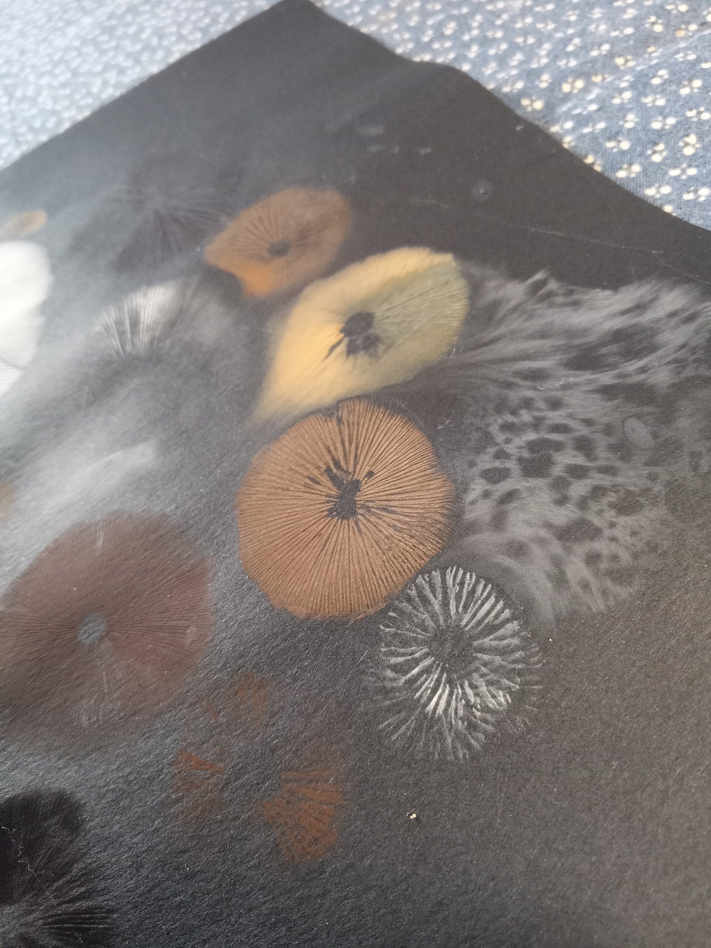 Spore Print #1073- Portland, OR