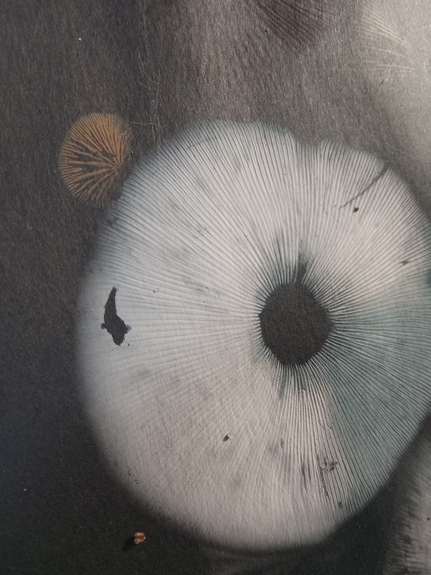 Spore Print #1073- Portland, OR
