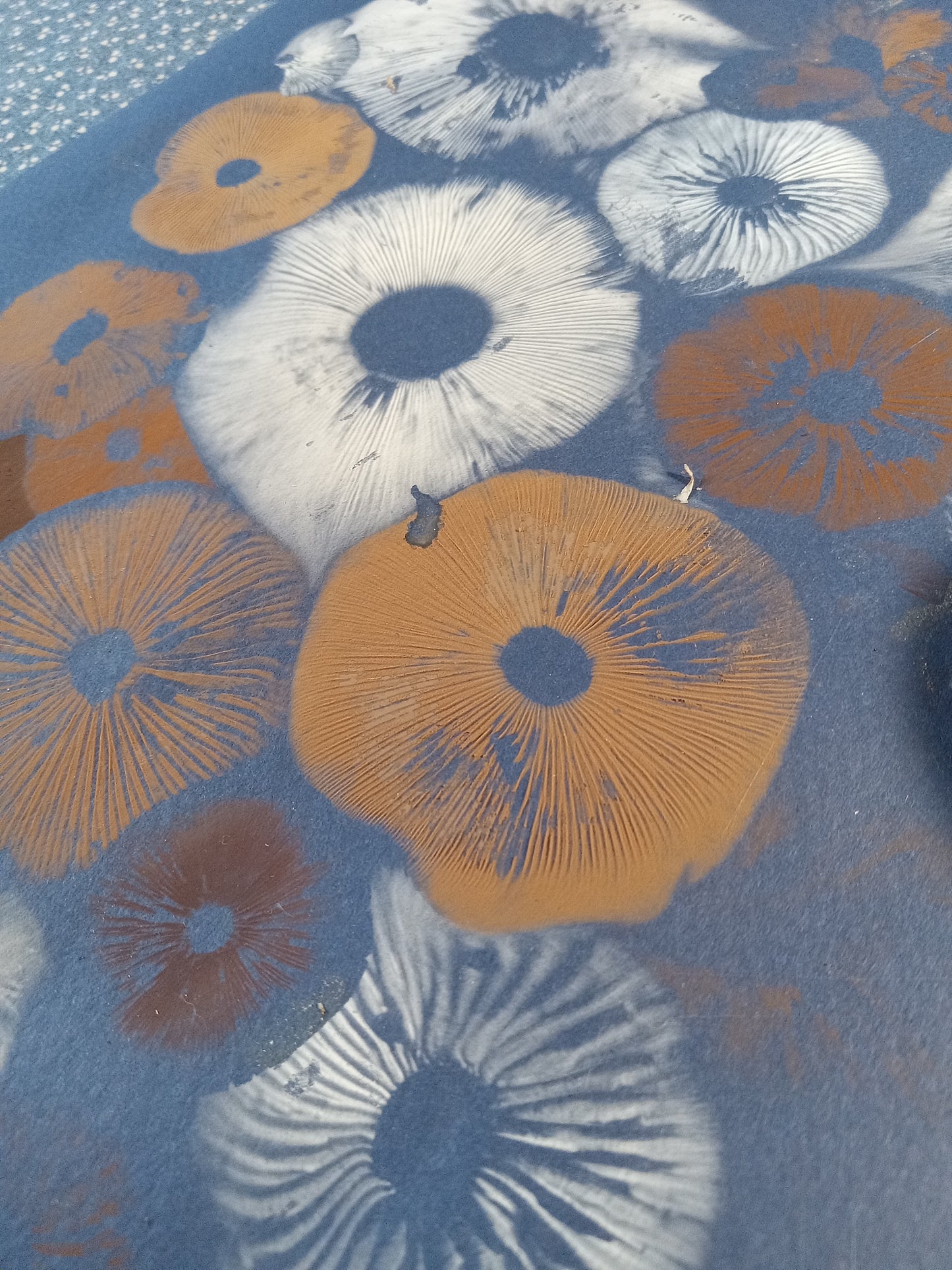 Spore Print #1074- Portland, OR