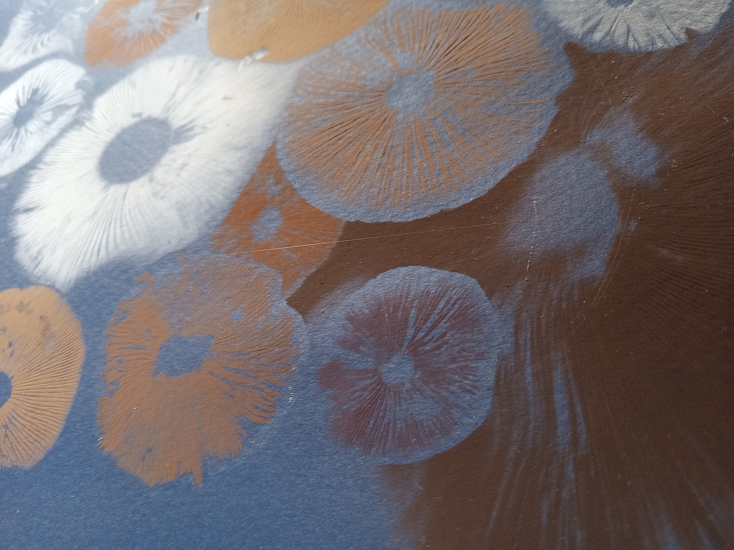 Spore Print #1074- Portland, OR