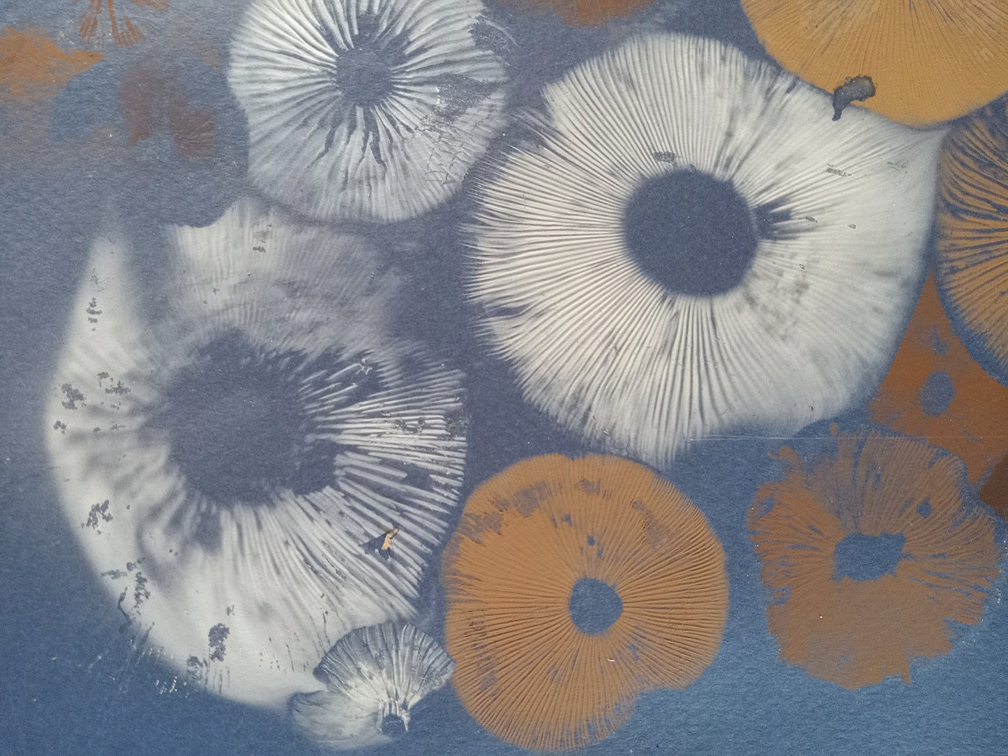 Spore Print #1074- Portland, OR