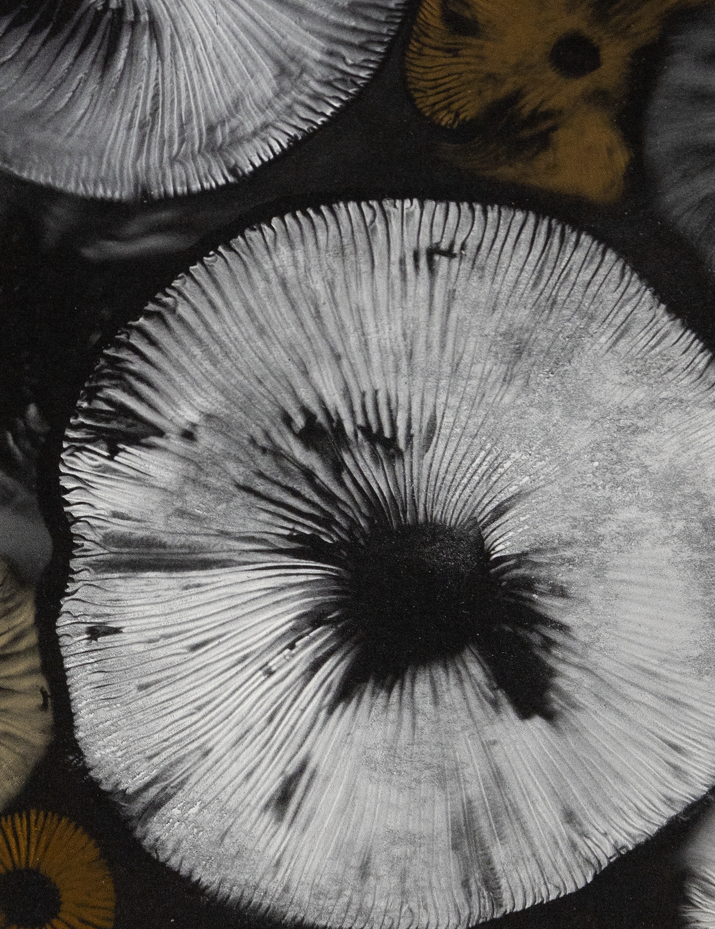 Spore Print #937 - Skilak Lake, Alaska