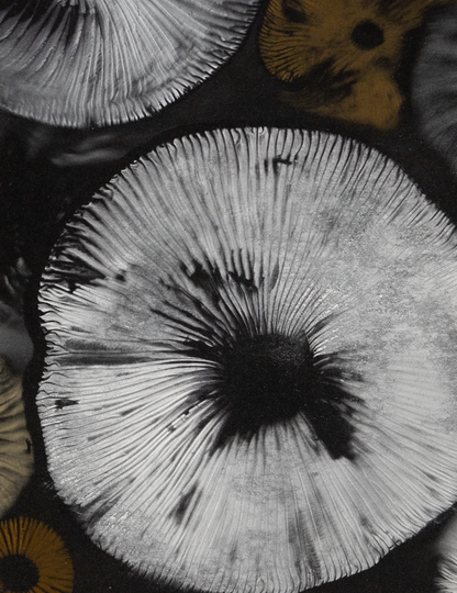Spore Print #937 - Skilak Lake, Alaska