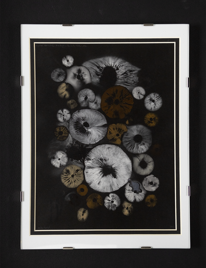 Spore Print #937 - Skilak Lake, Alaska