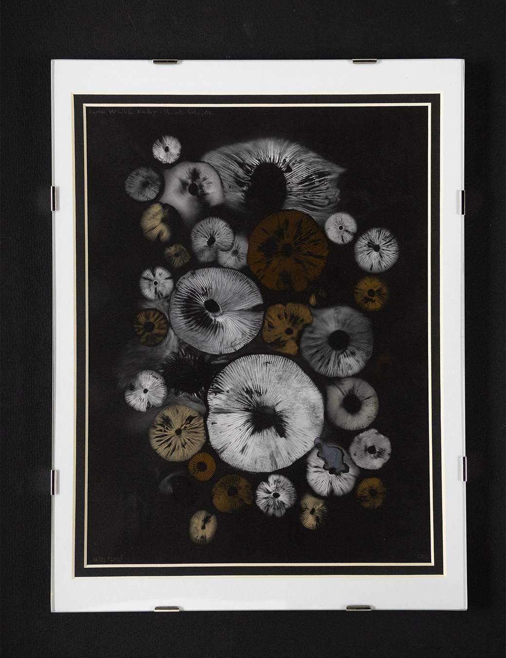 Spore Print #1012 - Skilak Lake, Alaska