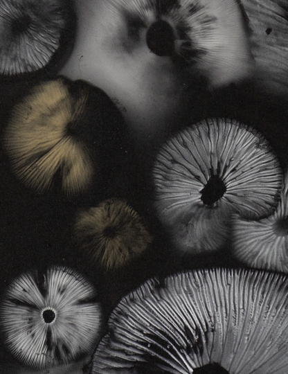 Spore Print #937 - Skilak Lake, Alaska