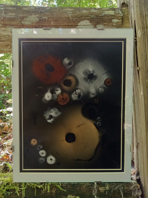 Spore Print #1019 - Skilak Lake, Alaska