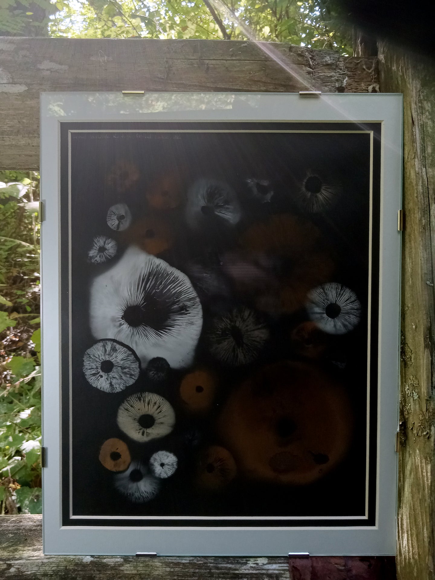 Spore Print #1014 - Skilak Lake, Alaska