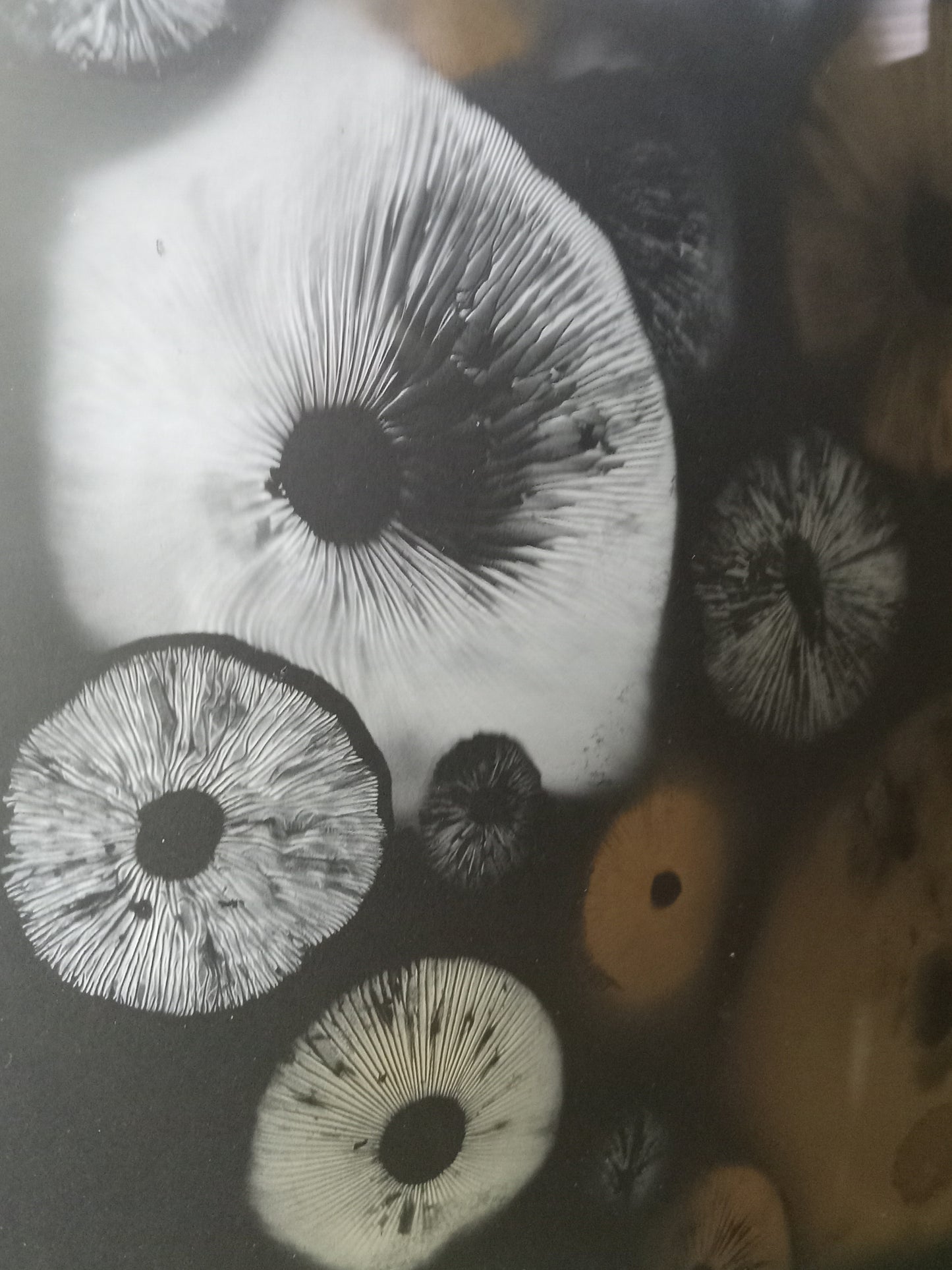 Spore Print #1014 - Skilak Lake, Alaska