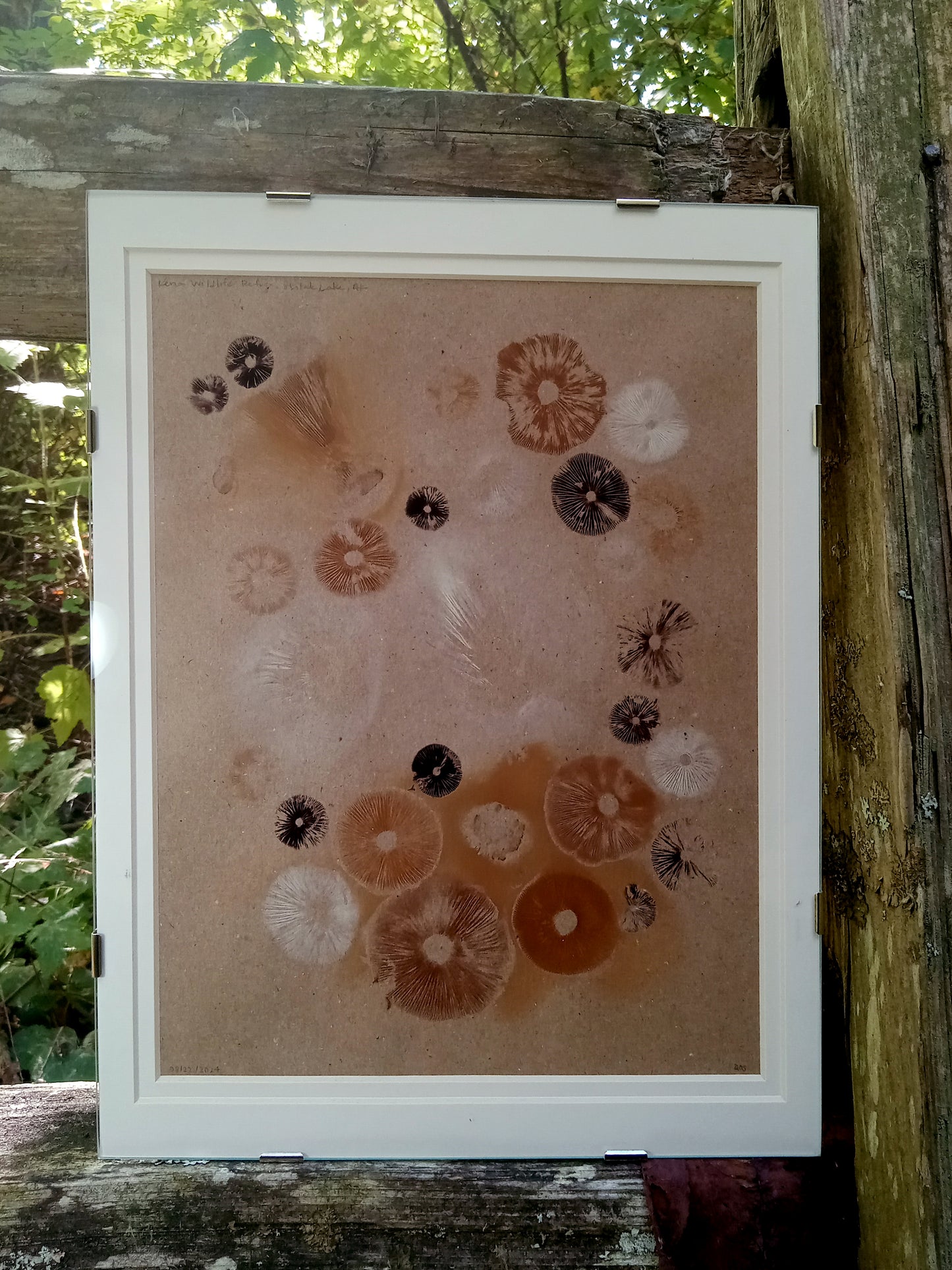 Spore Print #1017 - Skilak Lake, Alaska