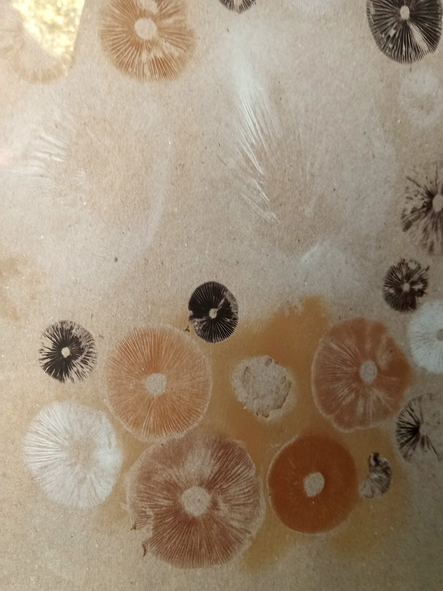 Spore Print #1017 - Skilak Lake, Alaska