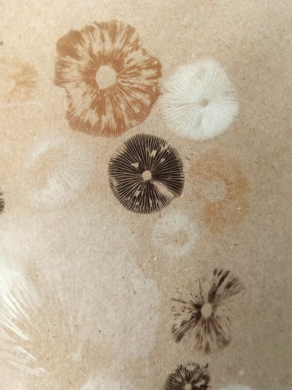 Spore Print #1017 - Skilak Lake, Alaska