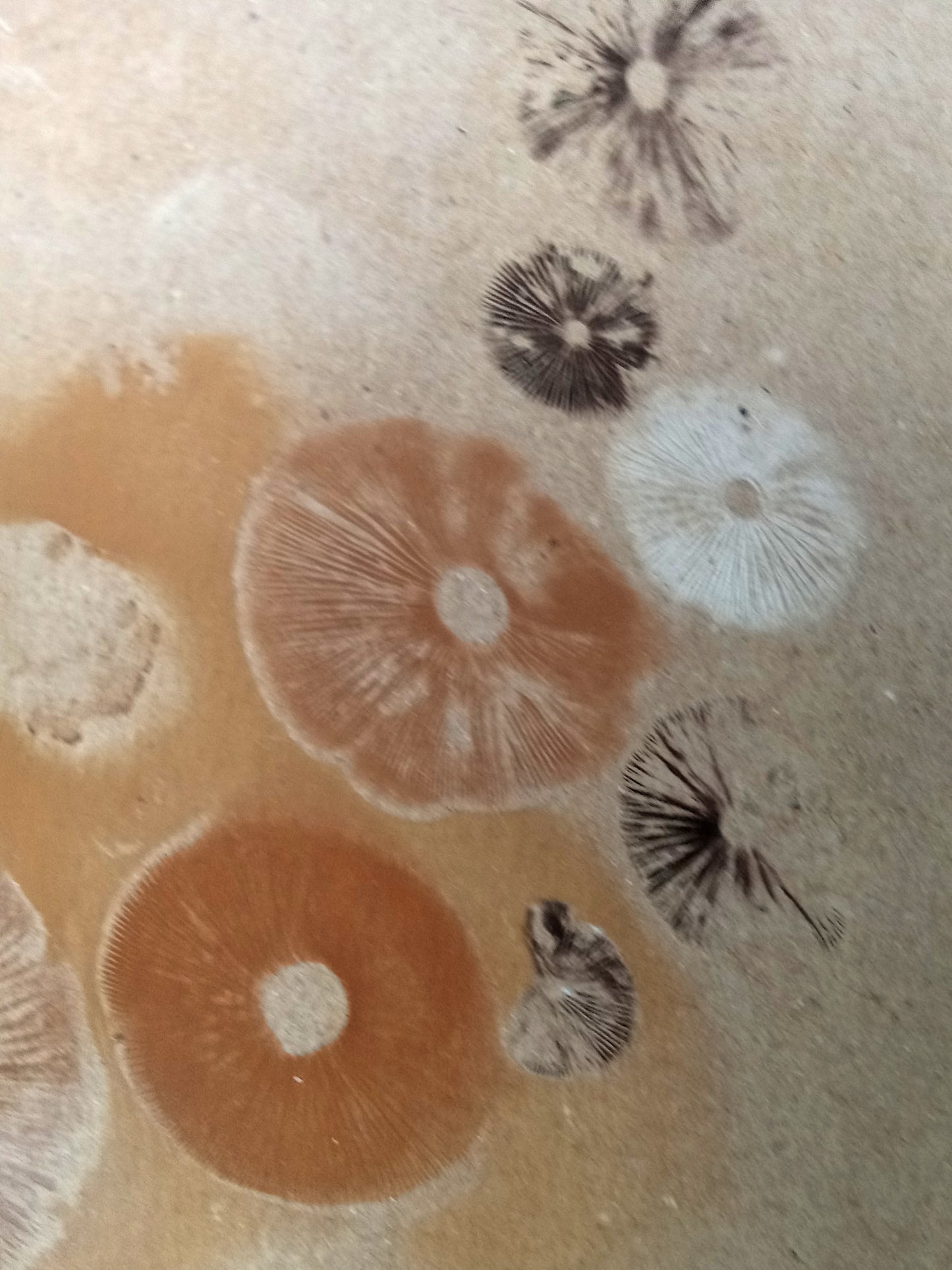 Spore Print #1017 - Skilak Lake, Alaska