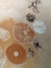 Load image into Gallery viewer, Spore Print #1017 - Skilak Lake, Alaska