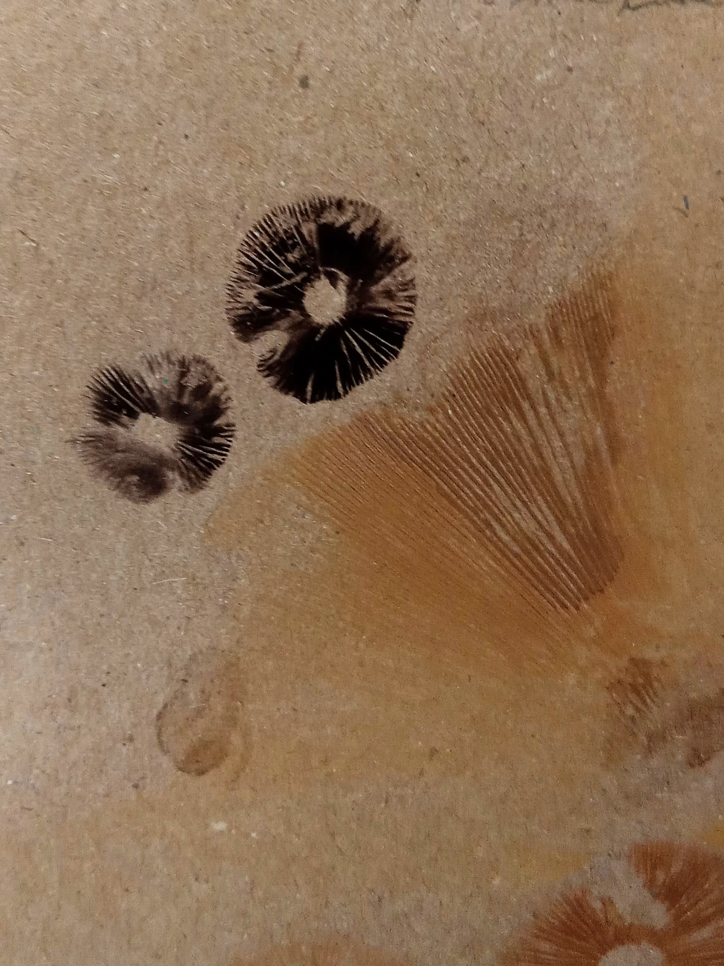 Spore Print #1017 - Skilak Lake, Alaska
