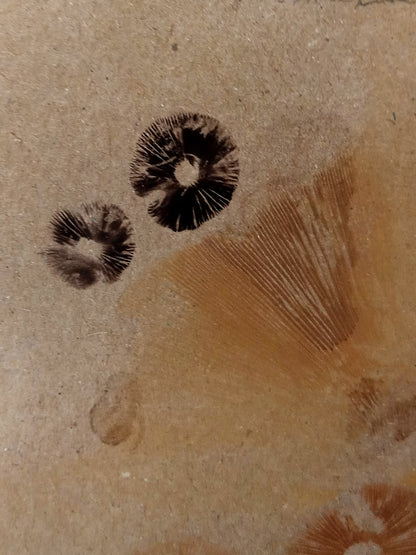 Spore Print #1017 - Skilak Lake, Alaska