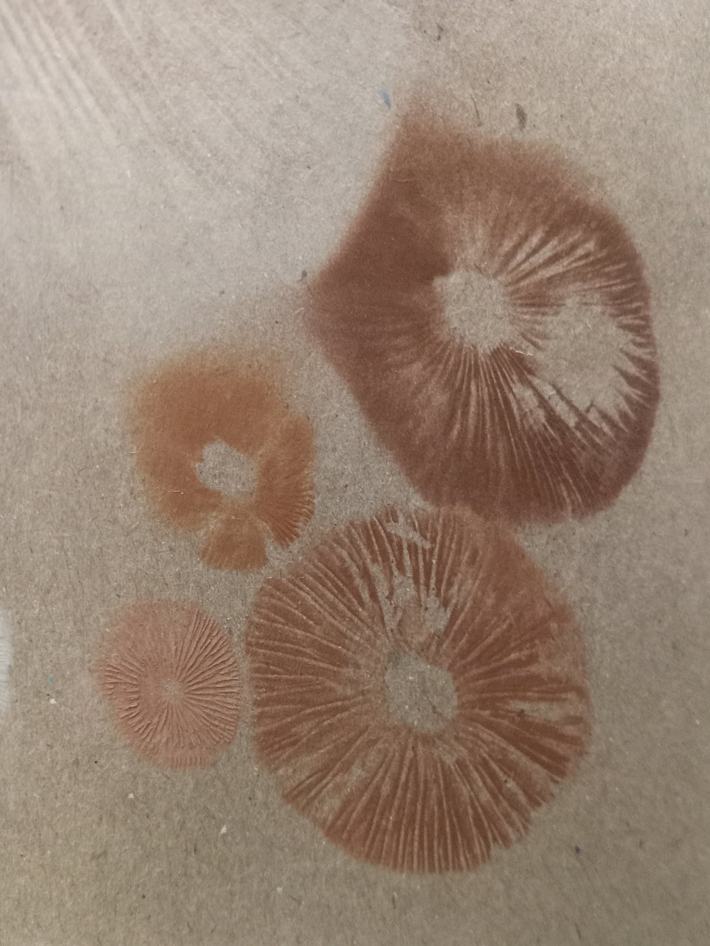 Spore Print #1023 - Skilak Lake, Alaska
