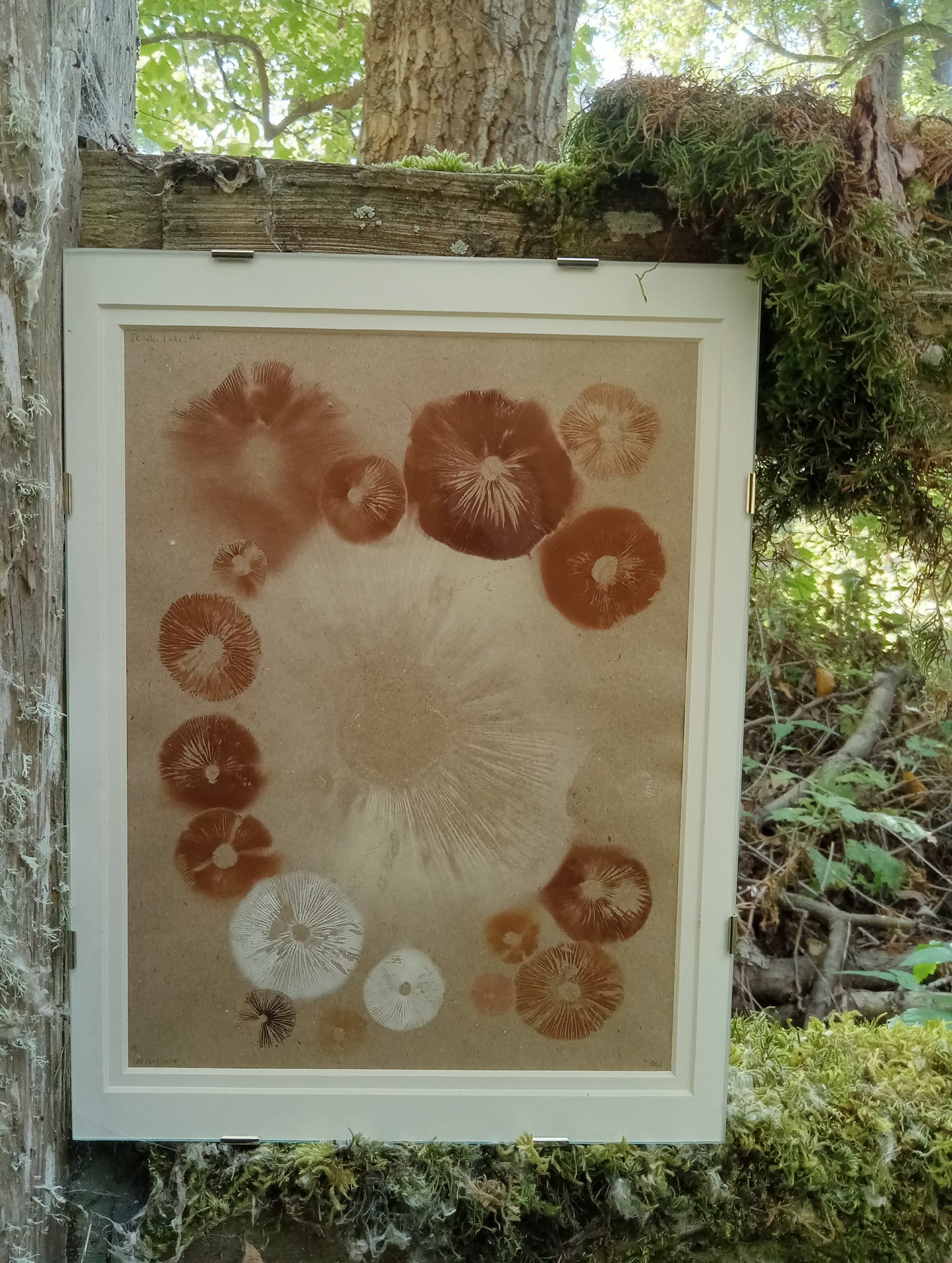 Spore Print #1023 - Skilak Lake, Alaska