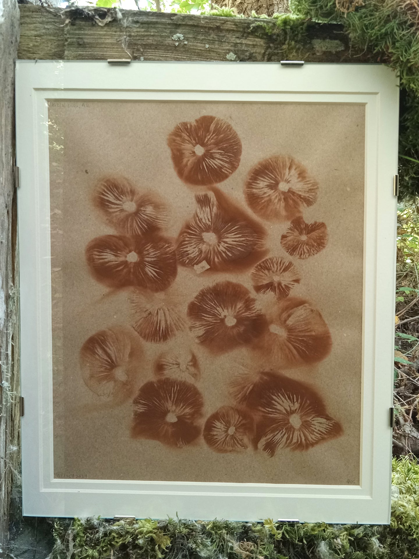 Spore Print #1022 - Skilak Lake, Alaska