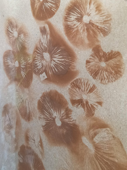 Spore Print #1022 - Skilak Lake, Alaska