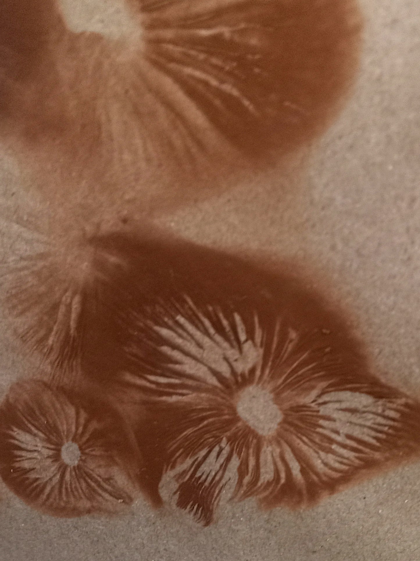 Spore Print #1022 - Skilak Lake, Alaska