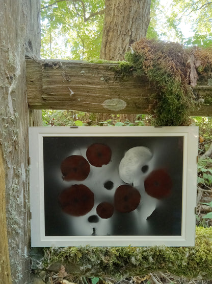 Spore Print #939 - Skilak Lake, Alaska