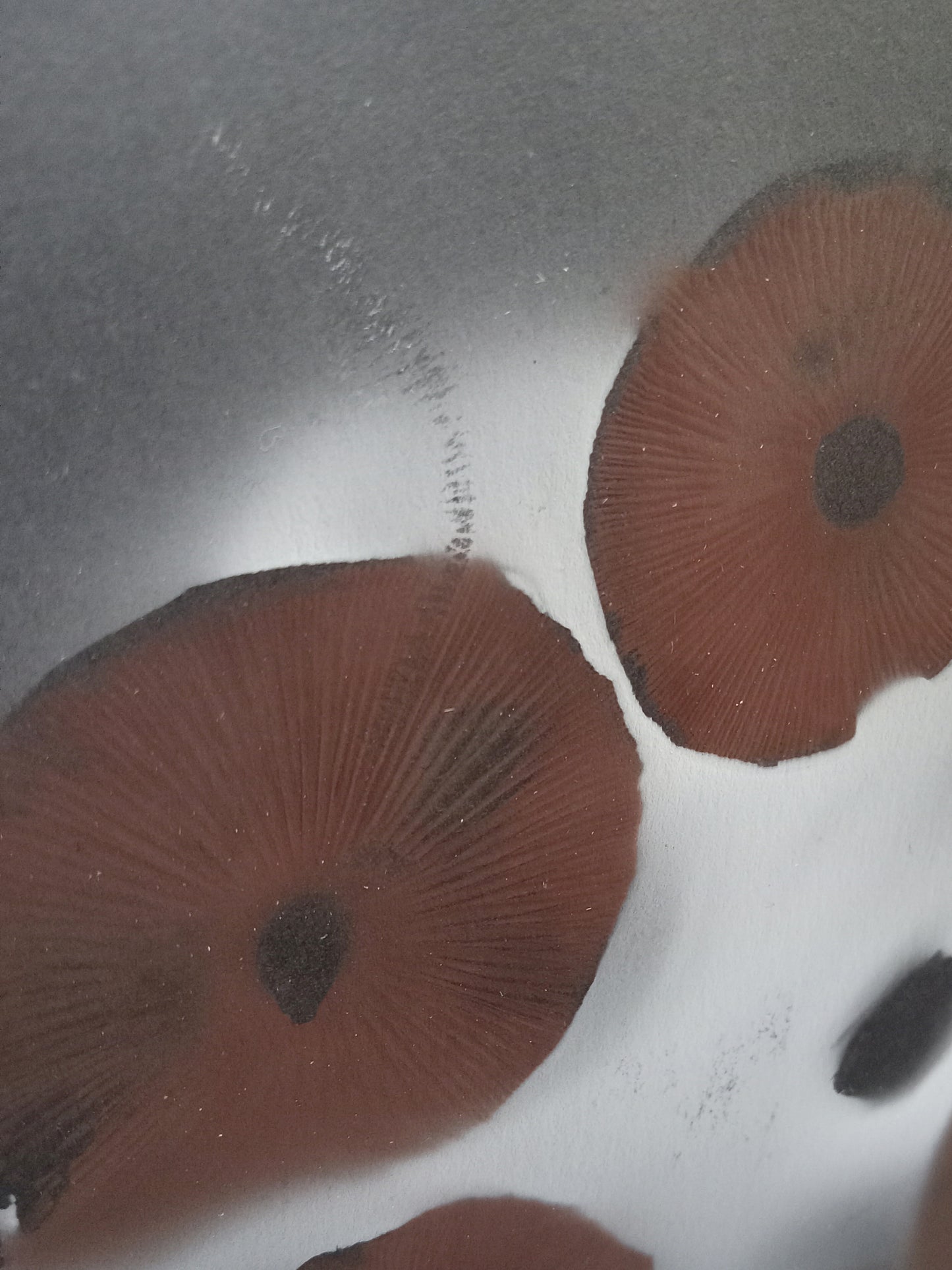 Spore Print #939 - Skilak Lake, Alaska