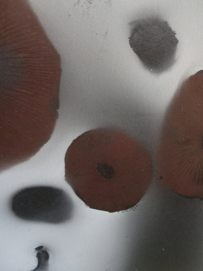 Spore Print #939 - Skilak Lake, Alaska