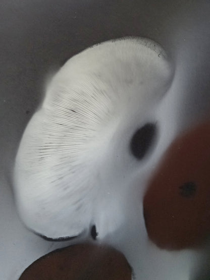 Spore Print #939 - Skilak Lake, Alaska