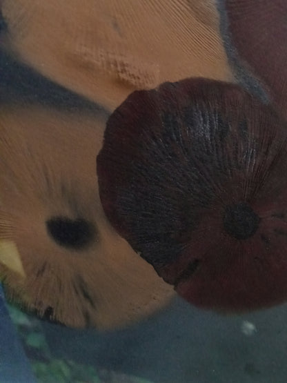 Spore Print #1021- Skilak Lake, Alaska