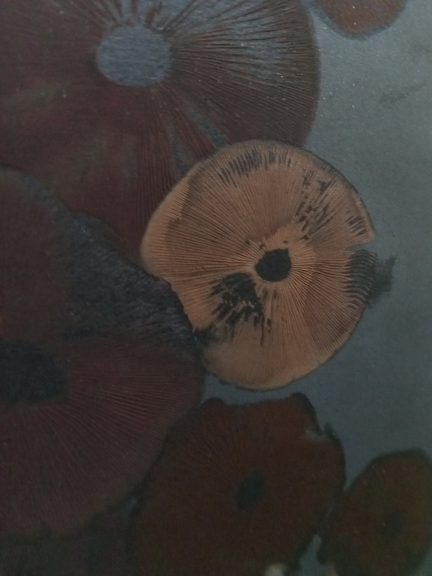 Spore Print #1021- Skilak Lake, Alaska