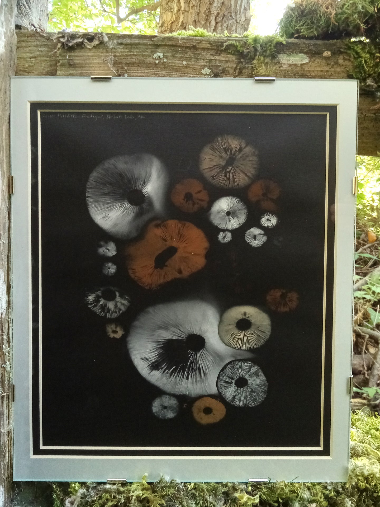 Spore Print #1020 - Skilak Lake, Alaska